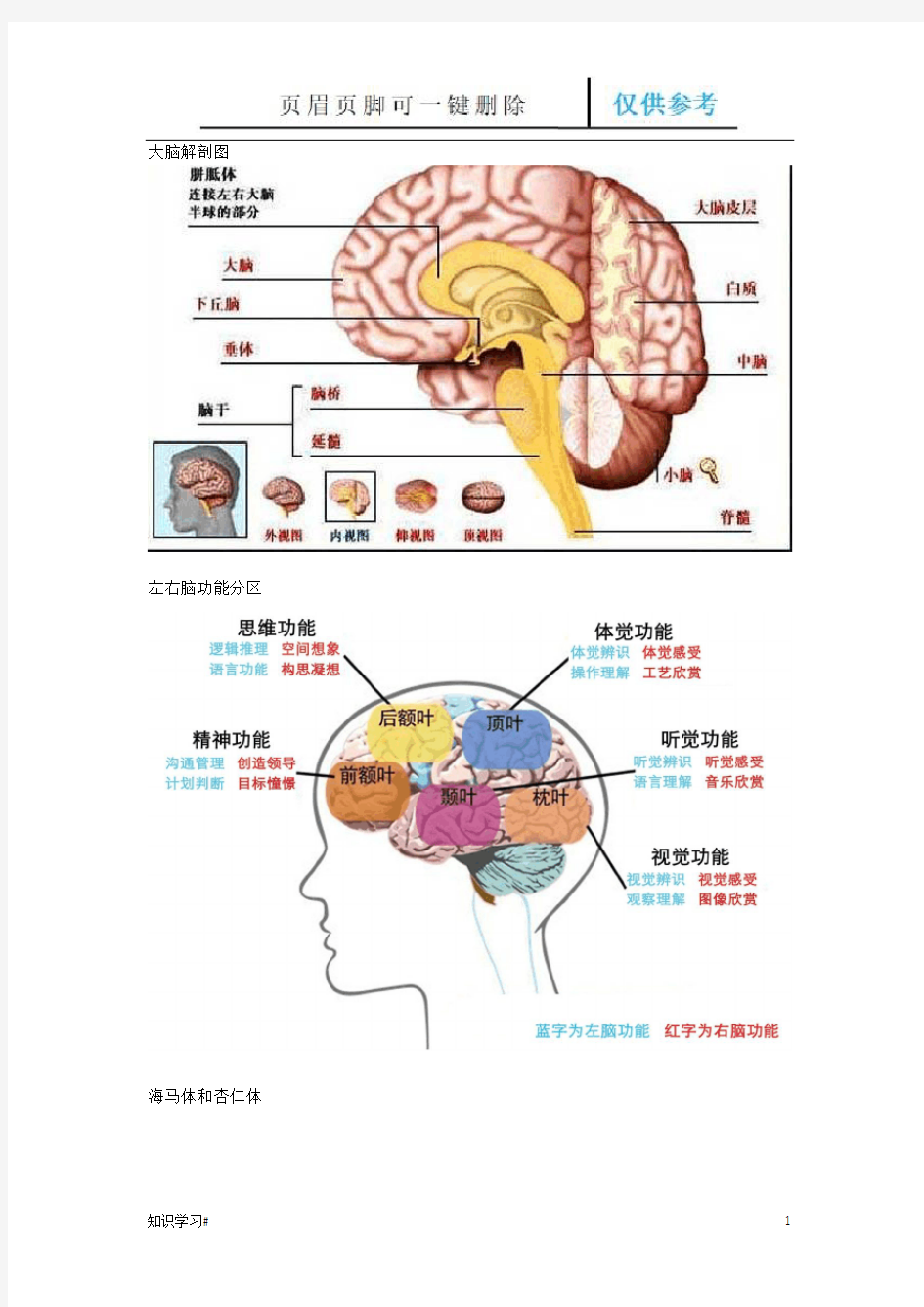 大脑发育和亲子教育关系(知识参考)