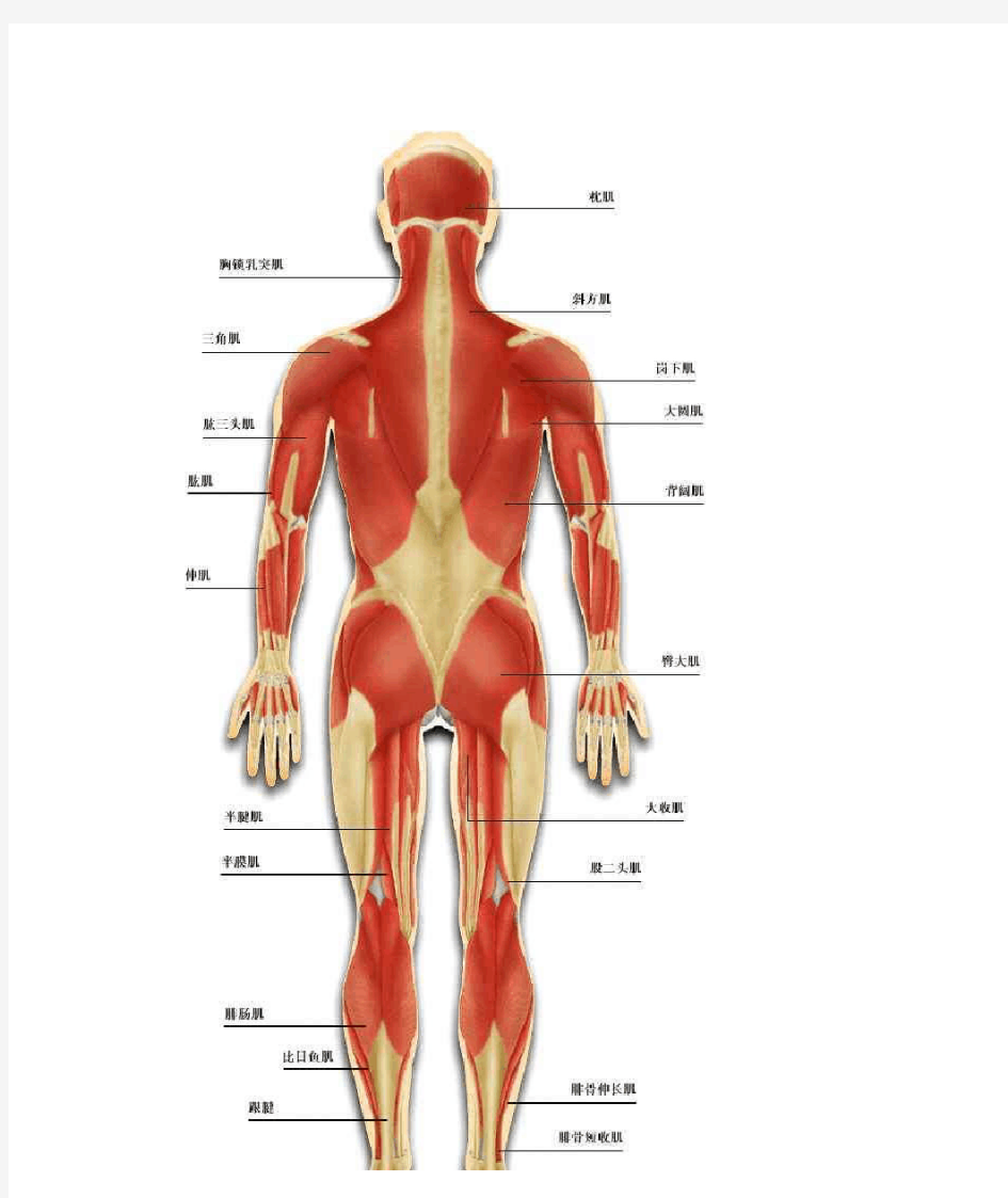 人体内脏平面解剖图