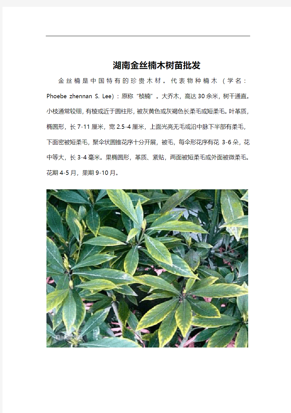 湖南金丝楠木树苗批发