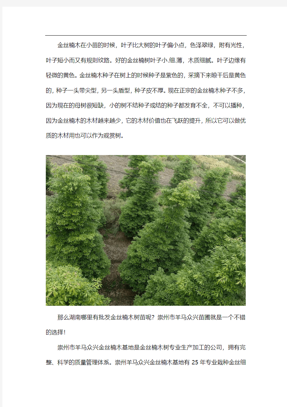 湖南金丝楠木树苗批发