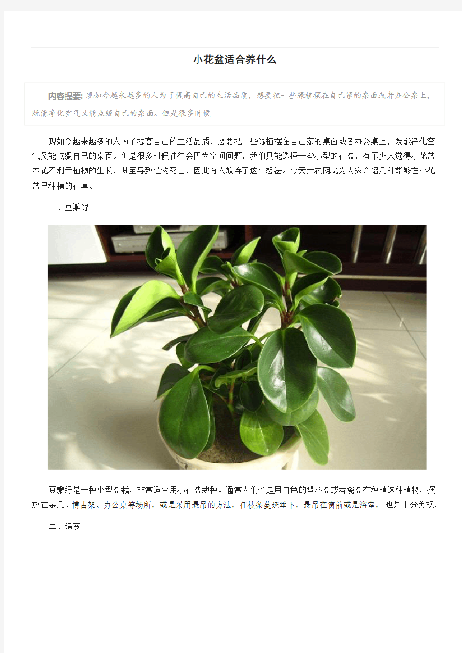 小花盆适合养什么