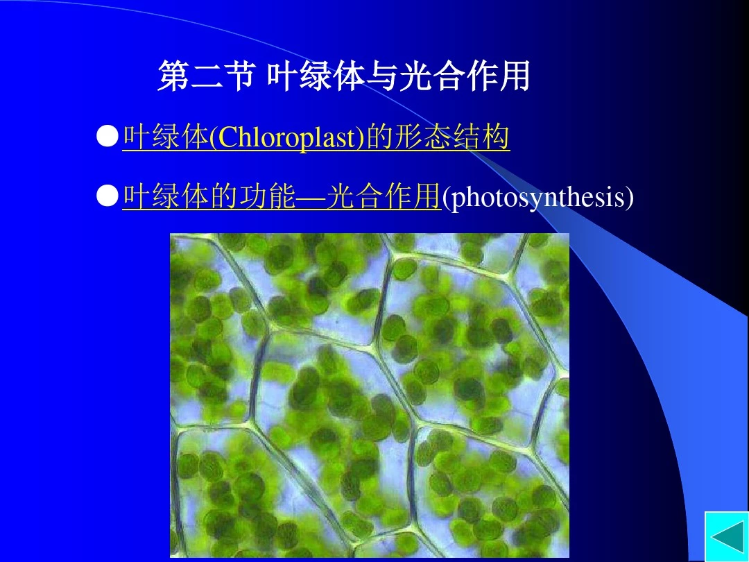 细胞生物学-第六章 叶绿体