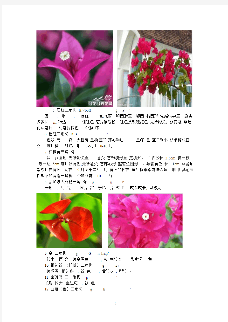 花卉百科：三角梅(叶子花)