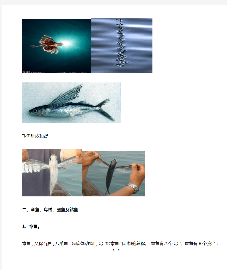 常见海鱼种类20131101
