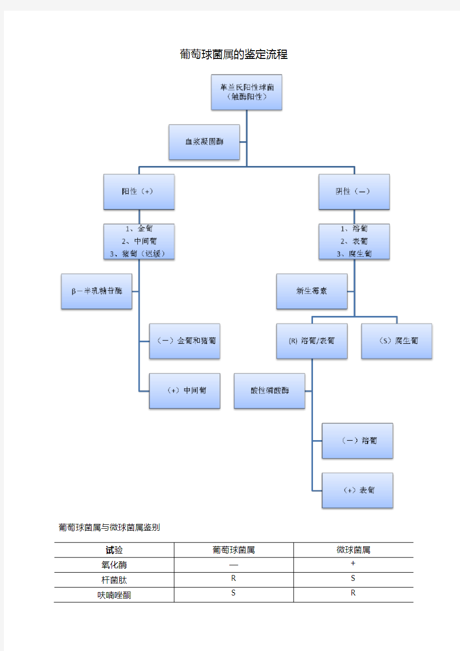 葡萄球菌属的鉴定流程