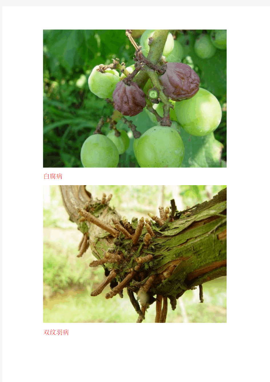 葡萄常见病虫害