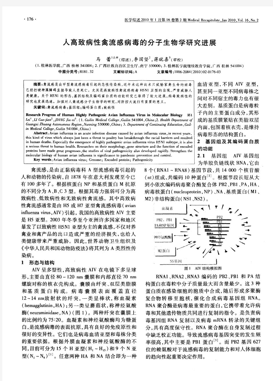 人高致病性禽流感病毒的分子生物学研究进展