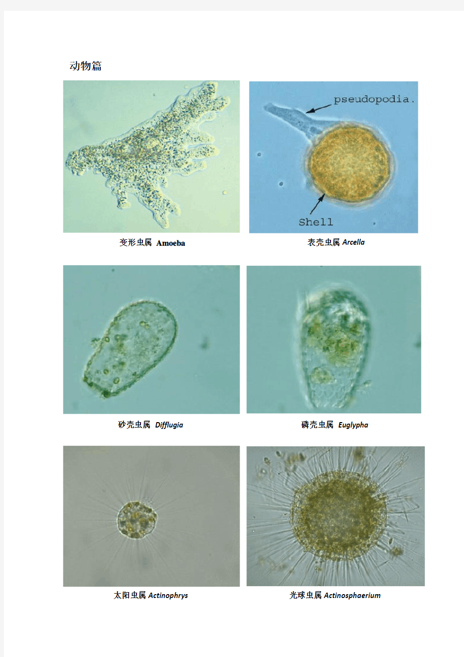 常见水生动植物图片及名称大全