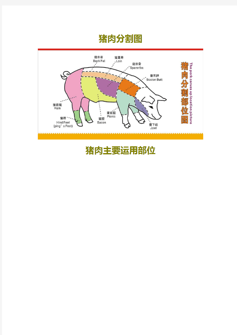 猪肉的分割和解说