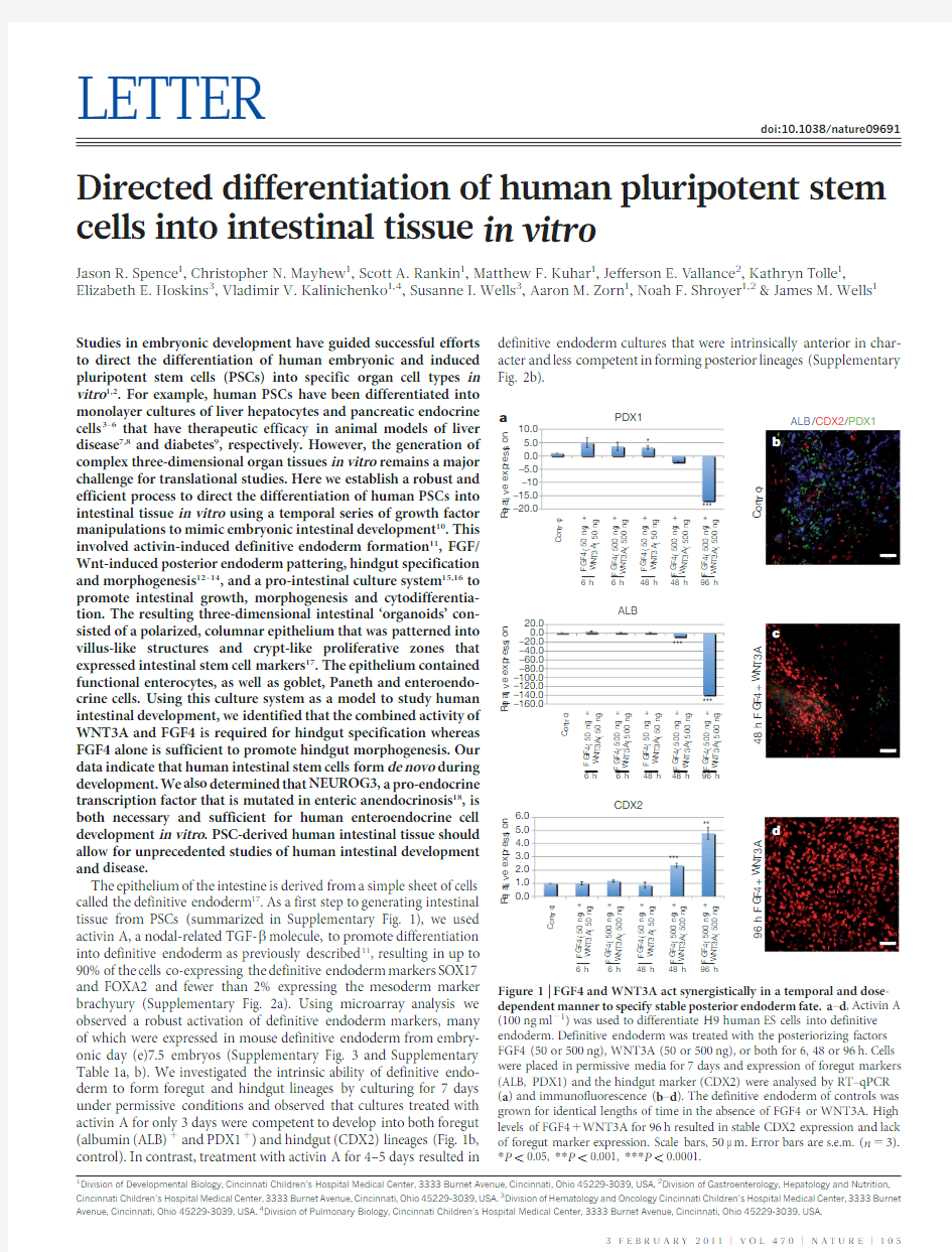 Directed differentiation of human pluripotent stem