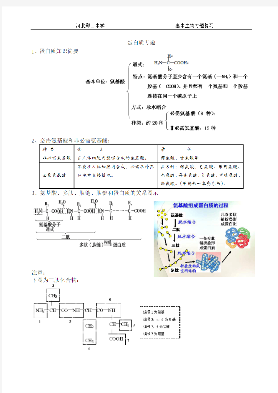 蛋白质复习专题