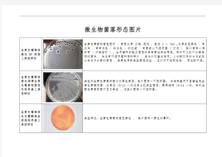 微生物菌落特征形态总结大全(带图片) (2)