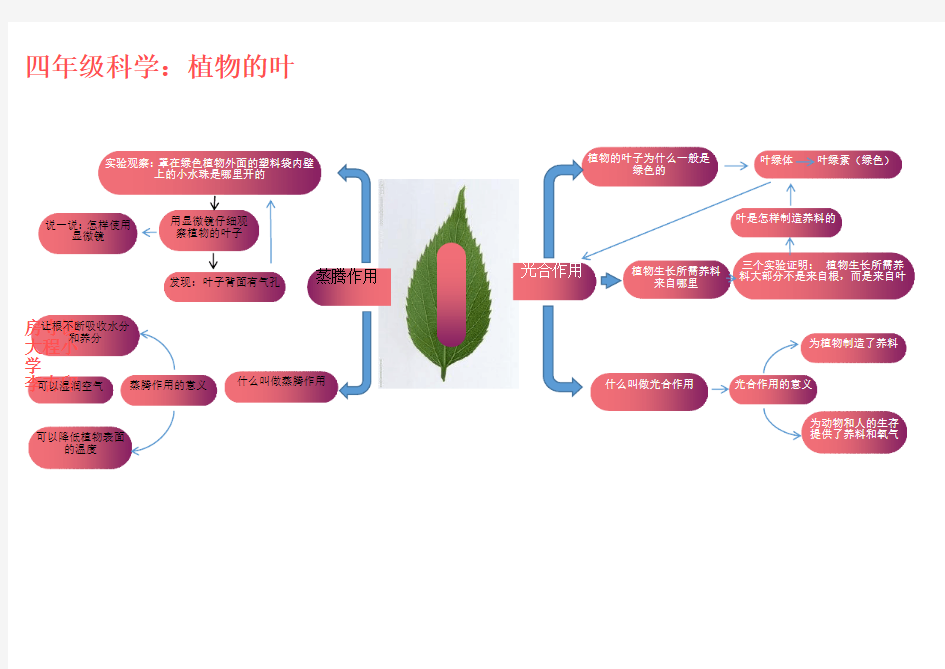 小学科学思维导图