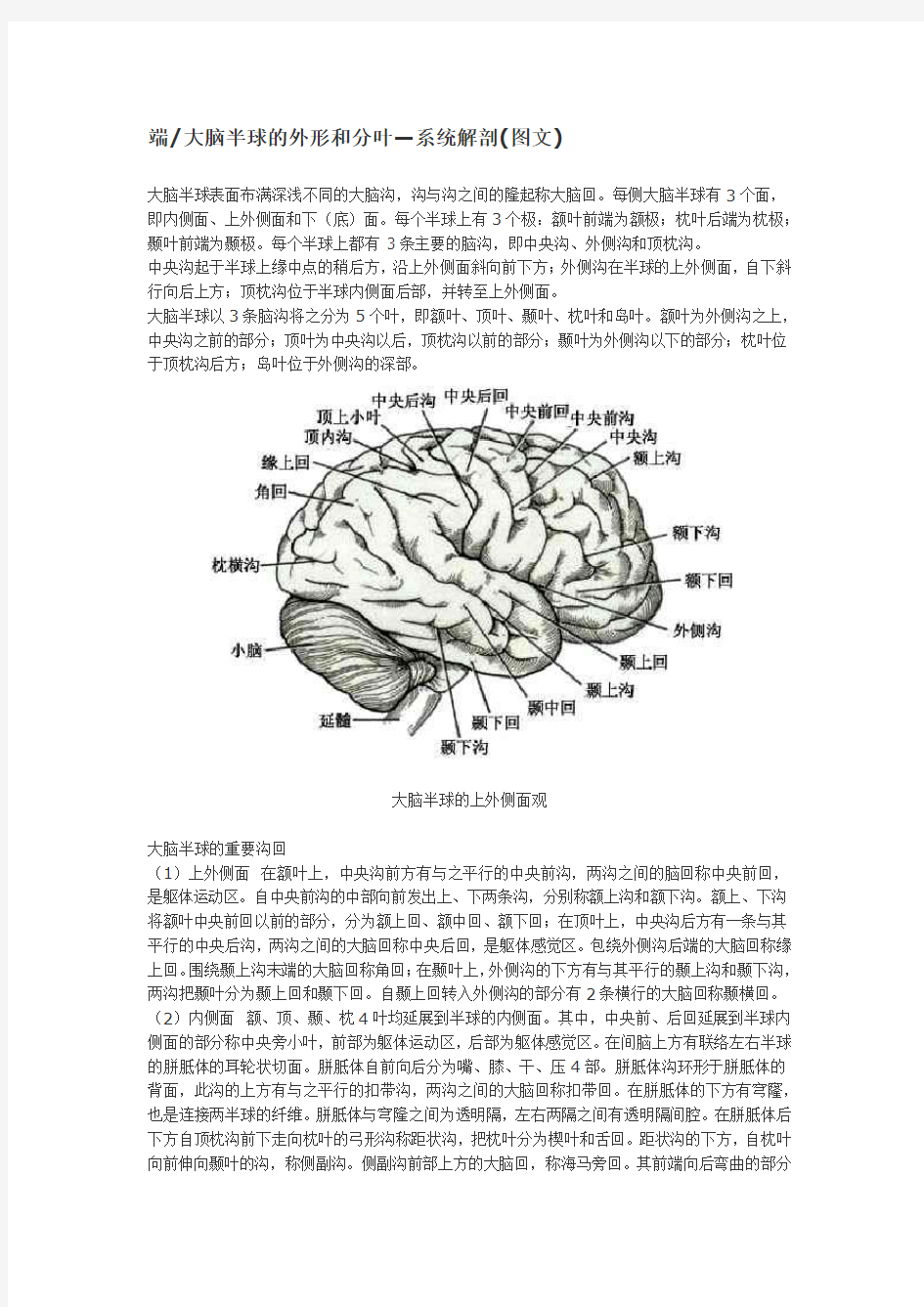 大体解剖-端大脑半球的外形和分叶