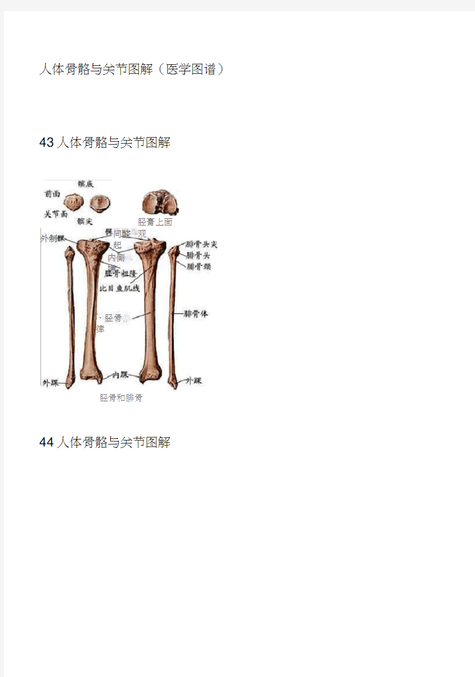 人体骨骼与关节图解(20200721211539)