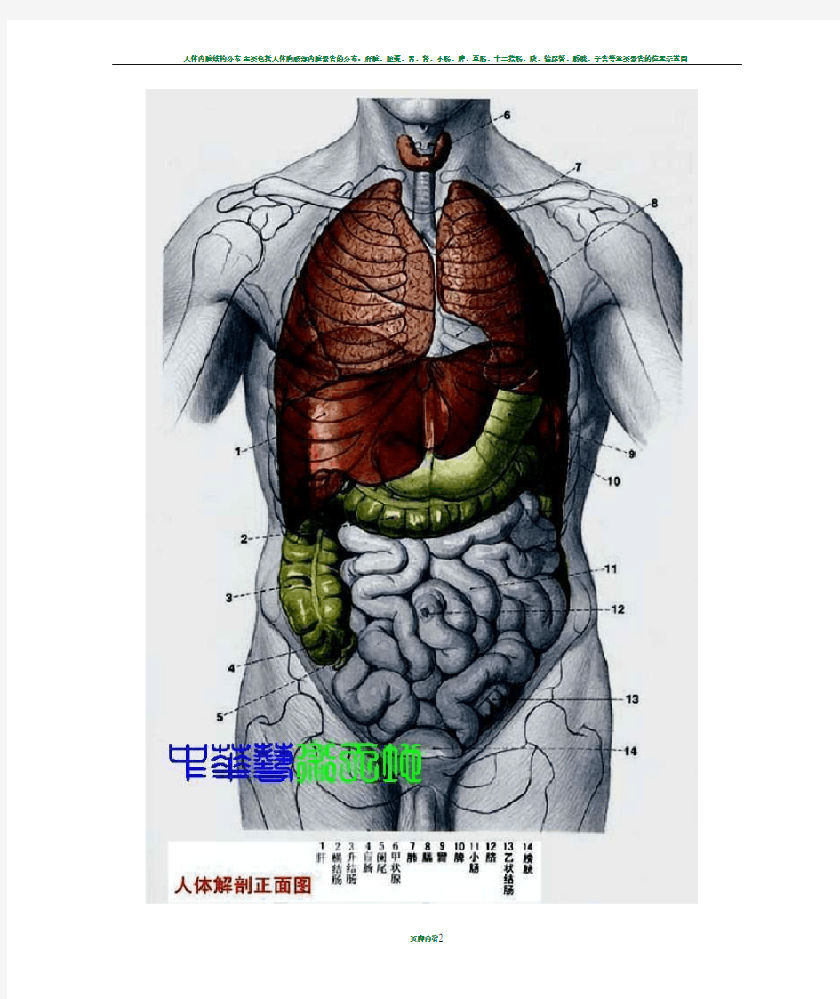 最全人体内脏结构图(医学图谱)_完整版98335