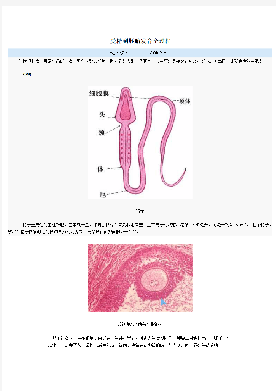 受精到胚胎发育全过程