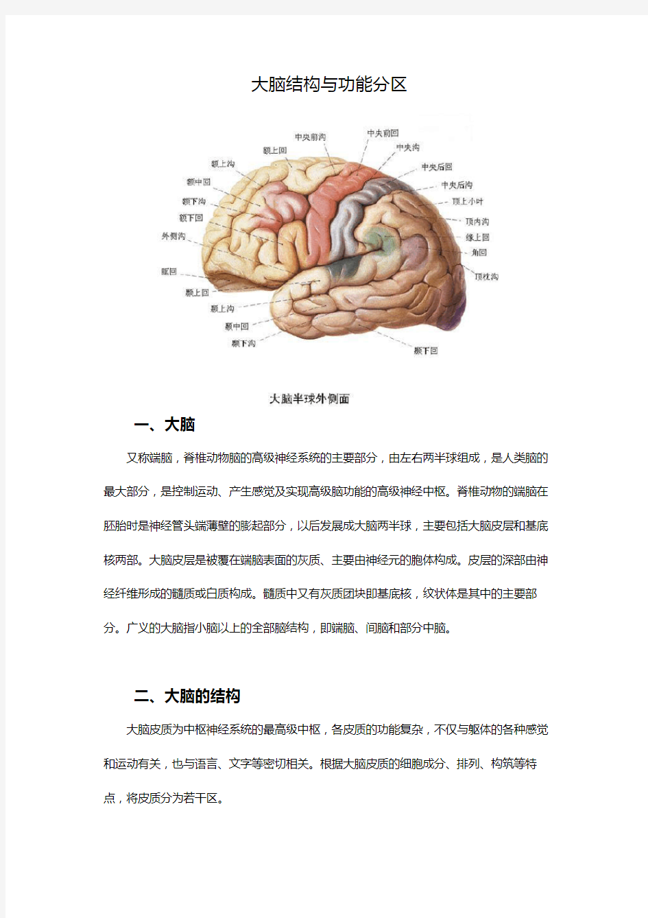 大脑结构与功能分区