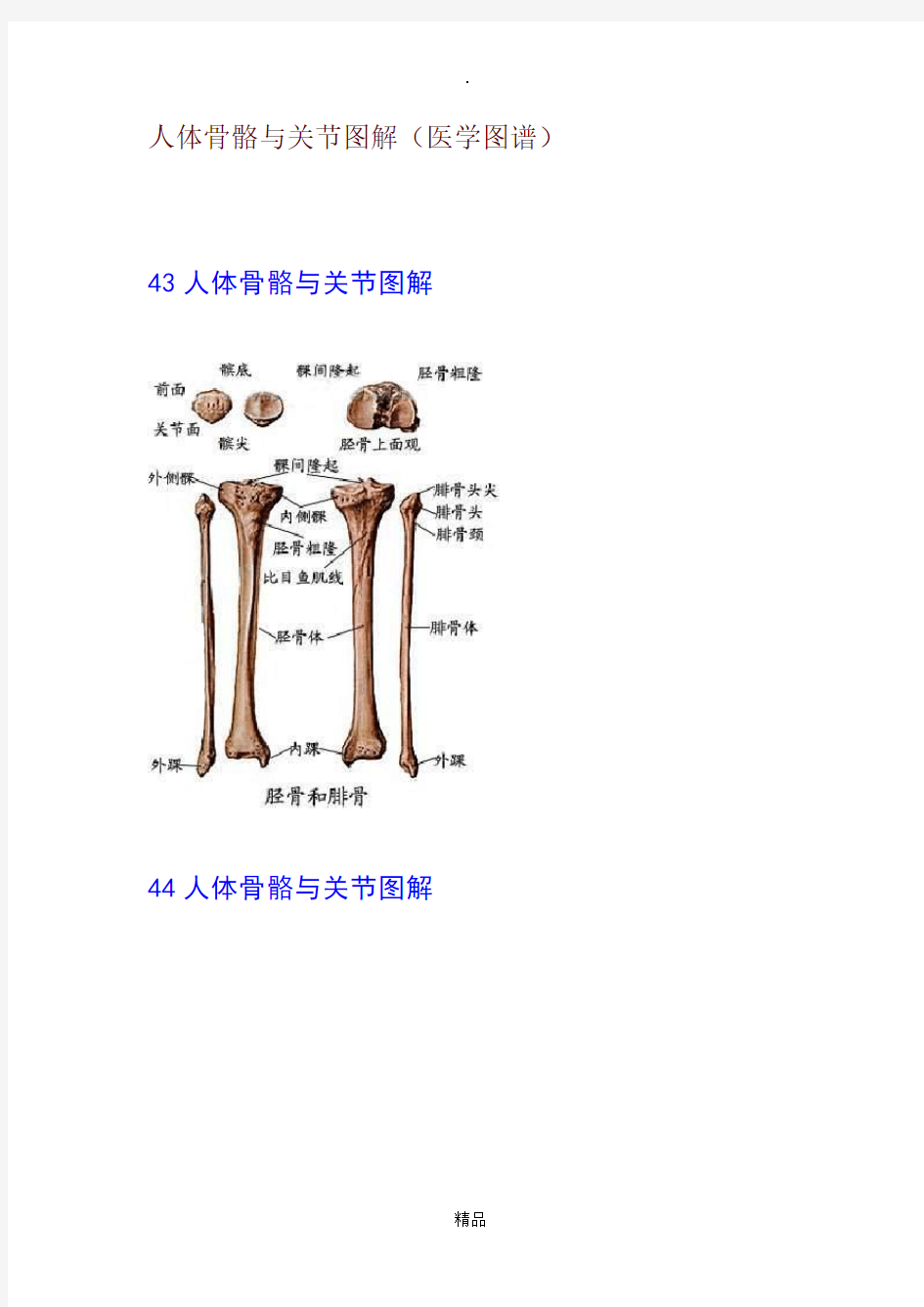 人体骨骼与关节图解