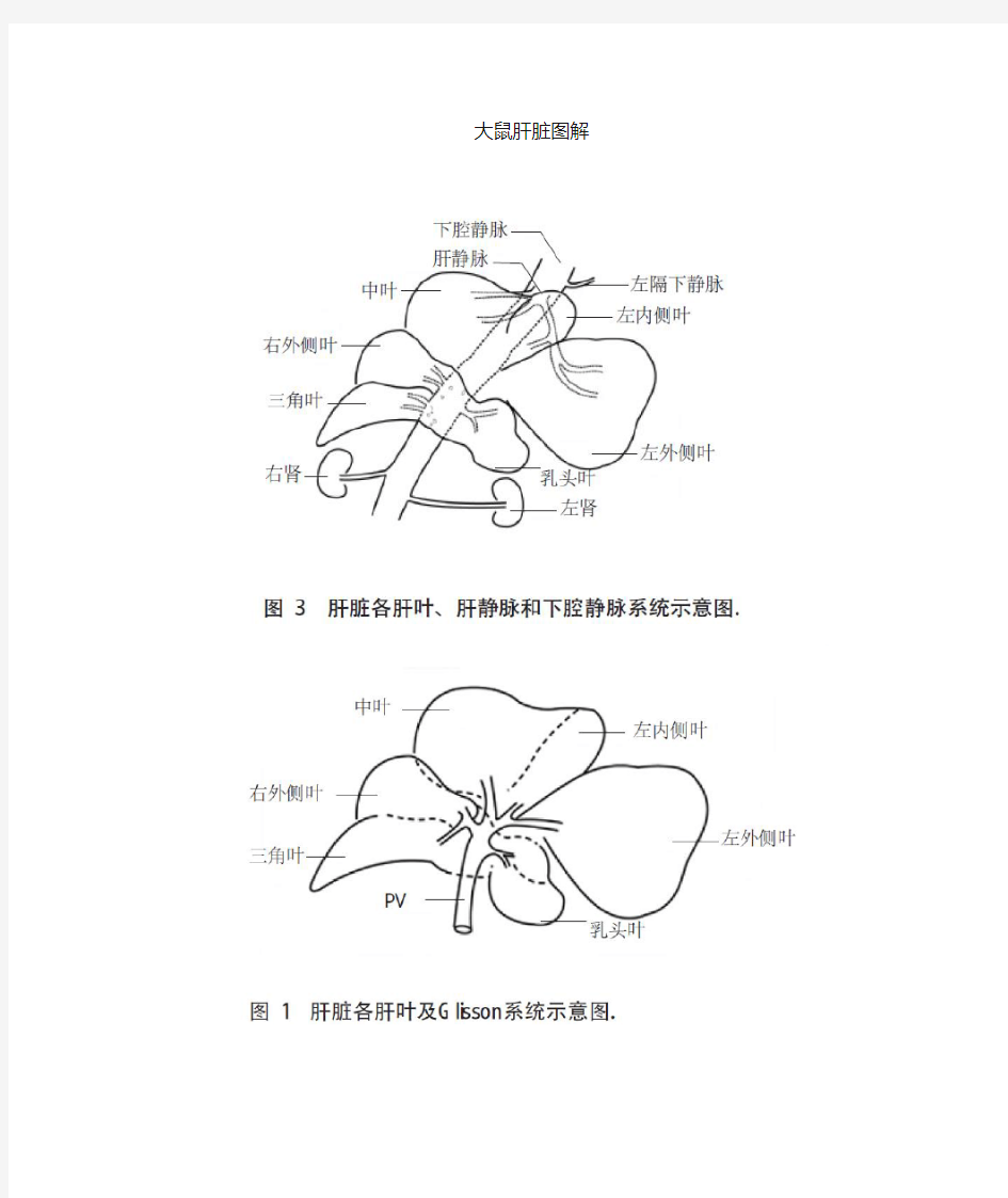 大鼠肝脏解剖图解