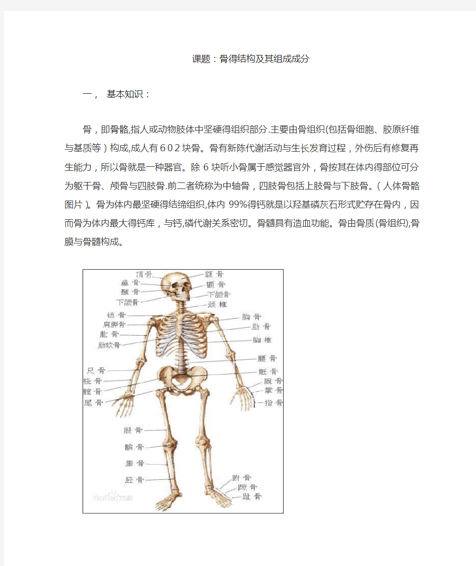 骨的结构及其组成成分