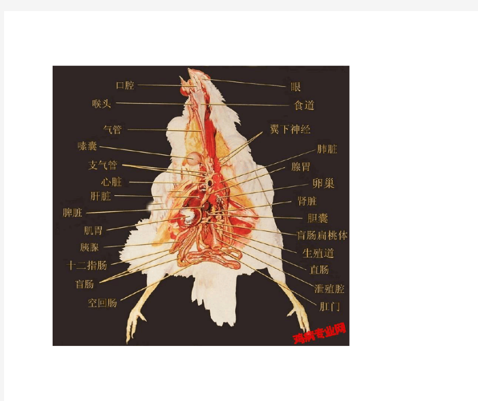 鸡解剖图及各器官