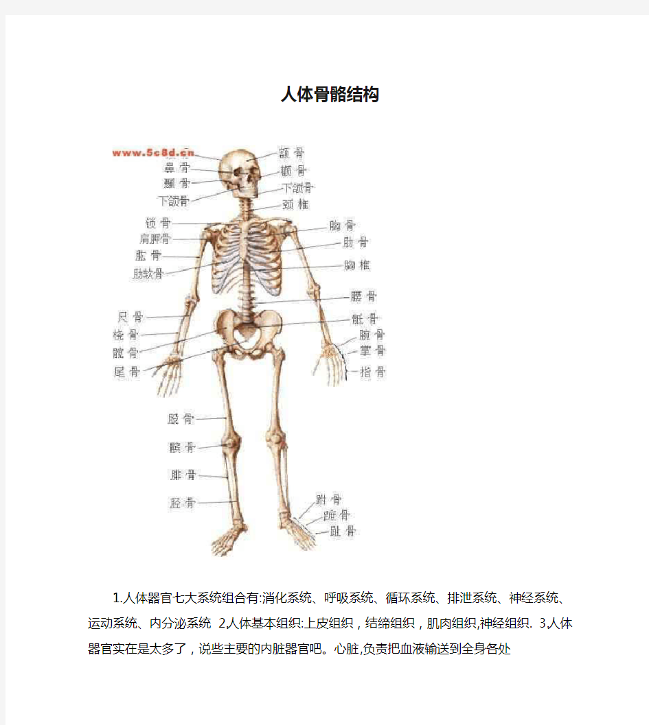 人体骨骼结构