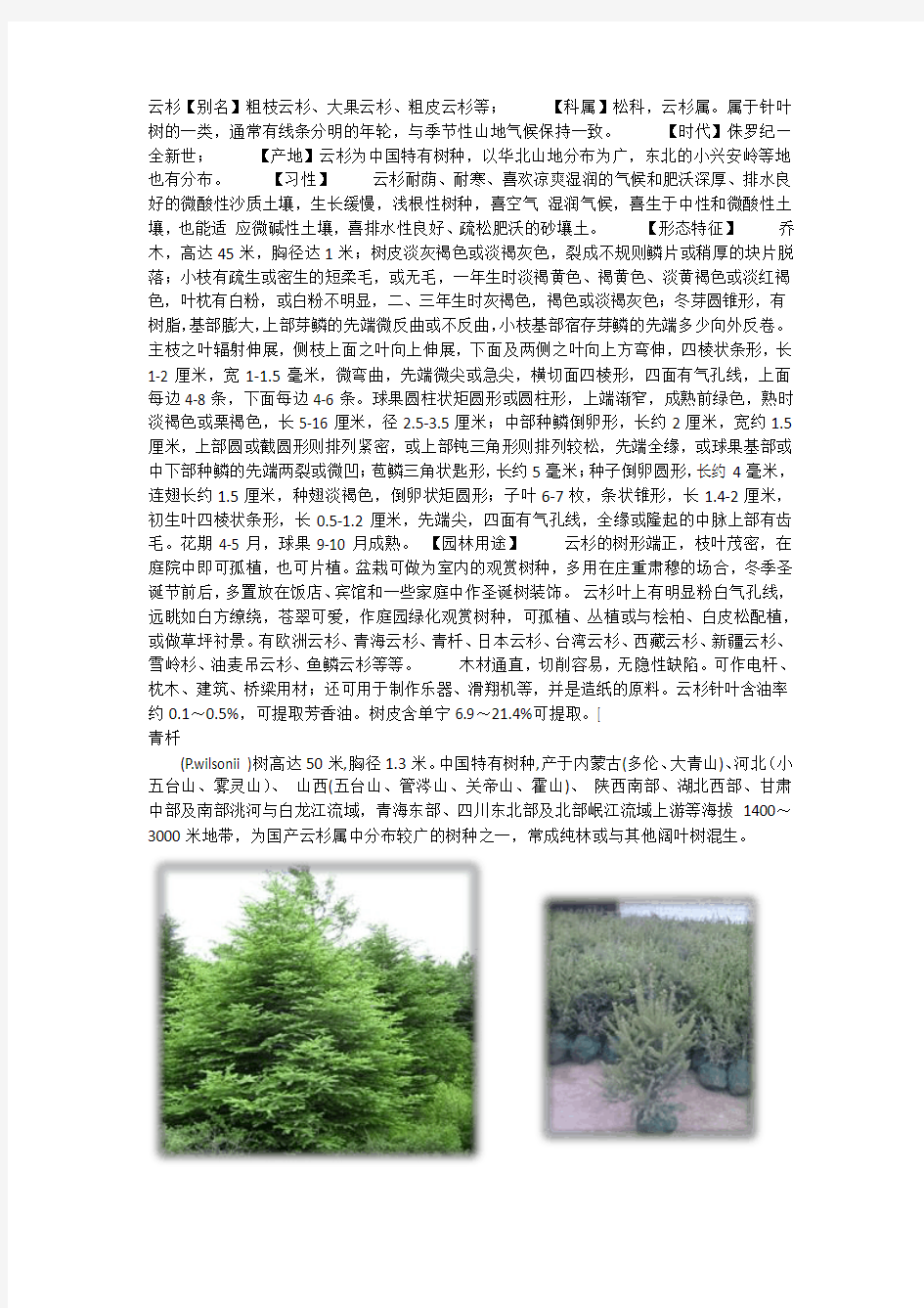 针叶树类植物