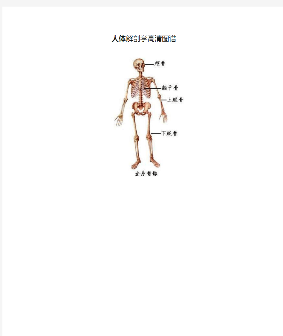 人体解剖学高清图谱