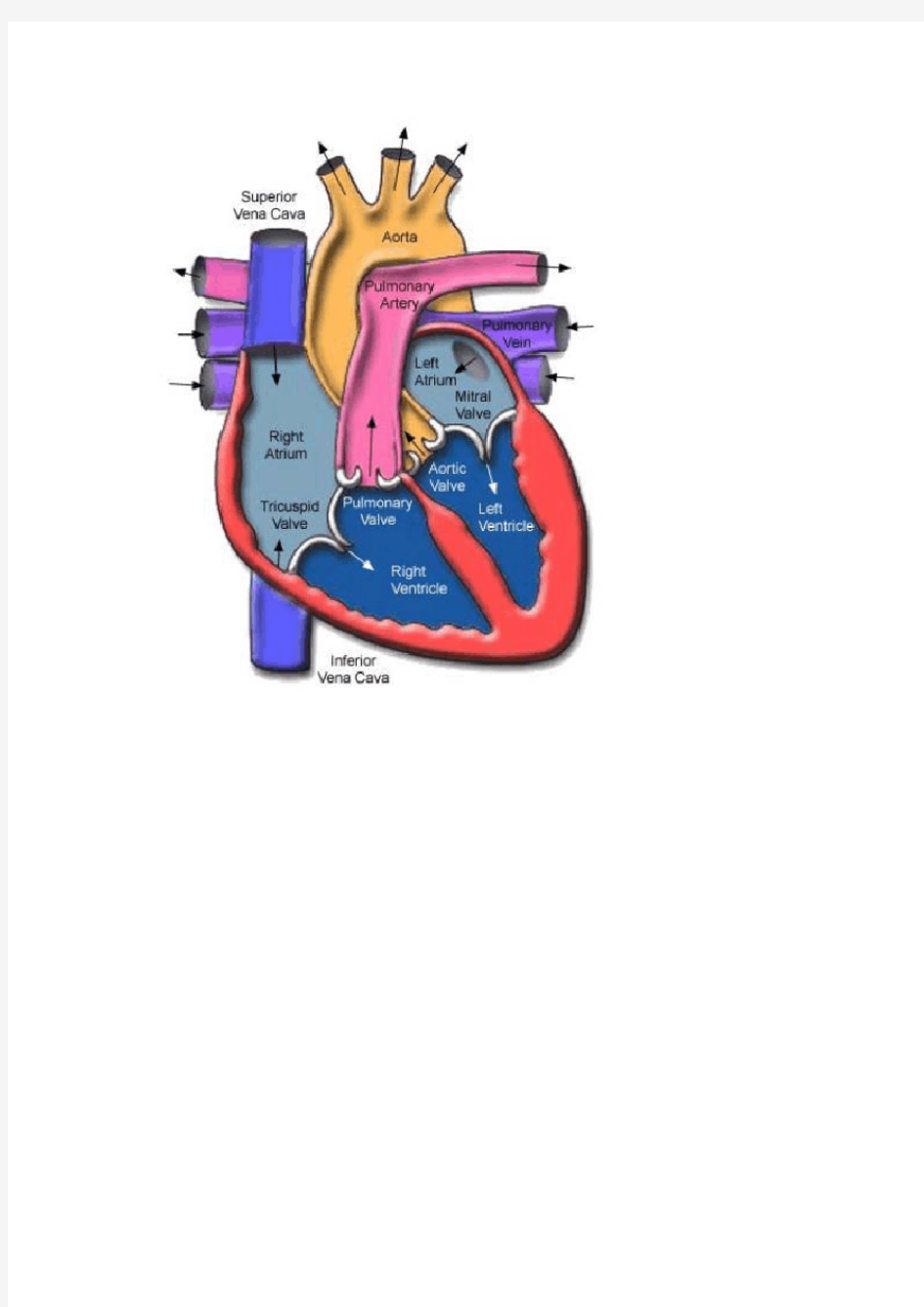 心脏冠状动脉CT解剖中文详细标注(图文)