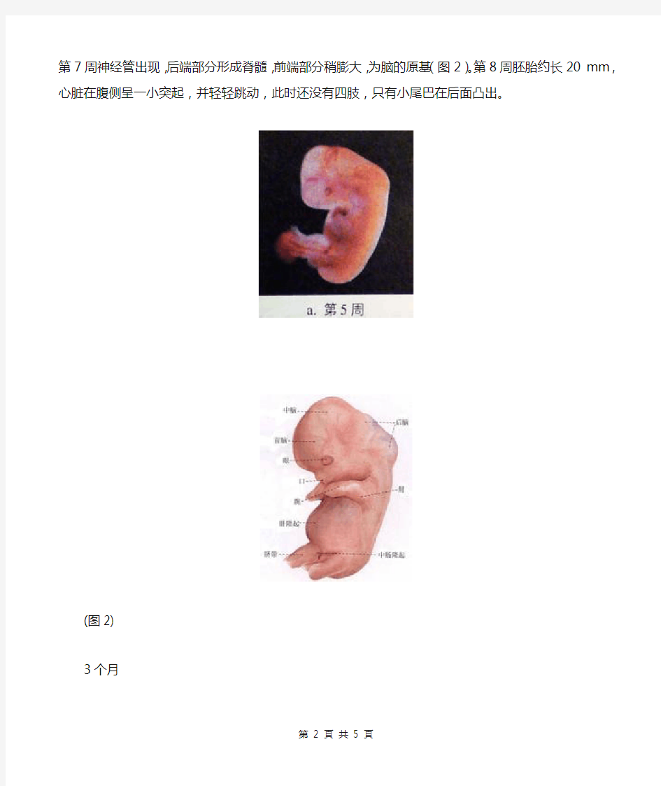 人的胚胎发育过程