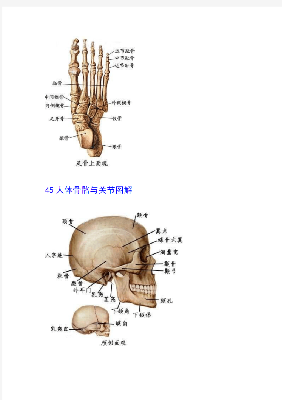 人体骨骼与关节图解