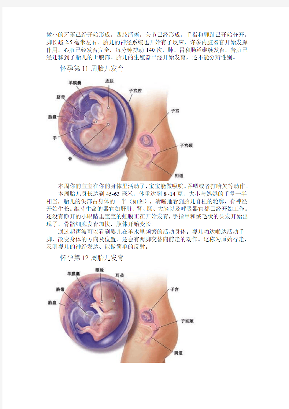 (转)怀孕40周内每周胎儿发育情况(详图)----第9-12周