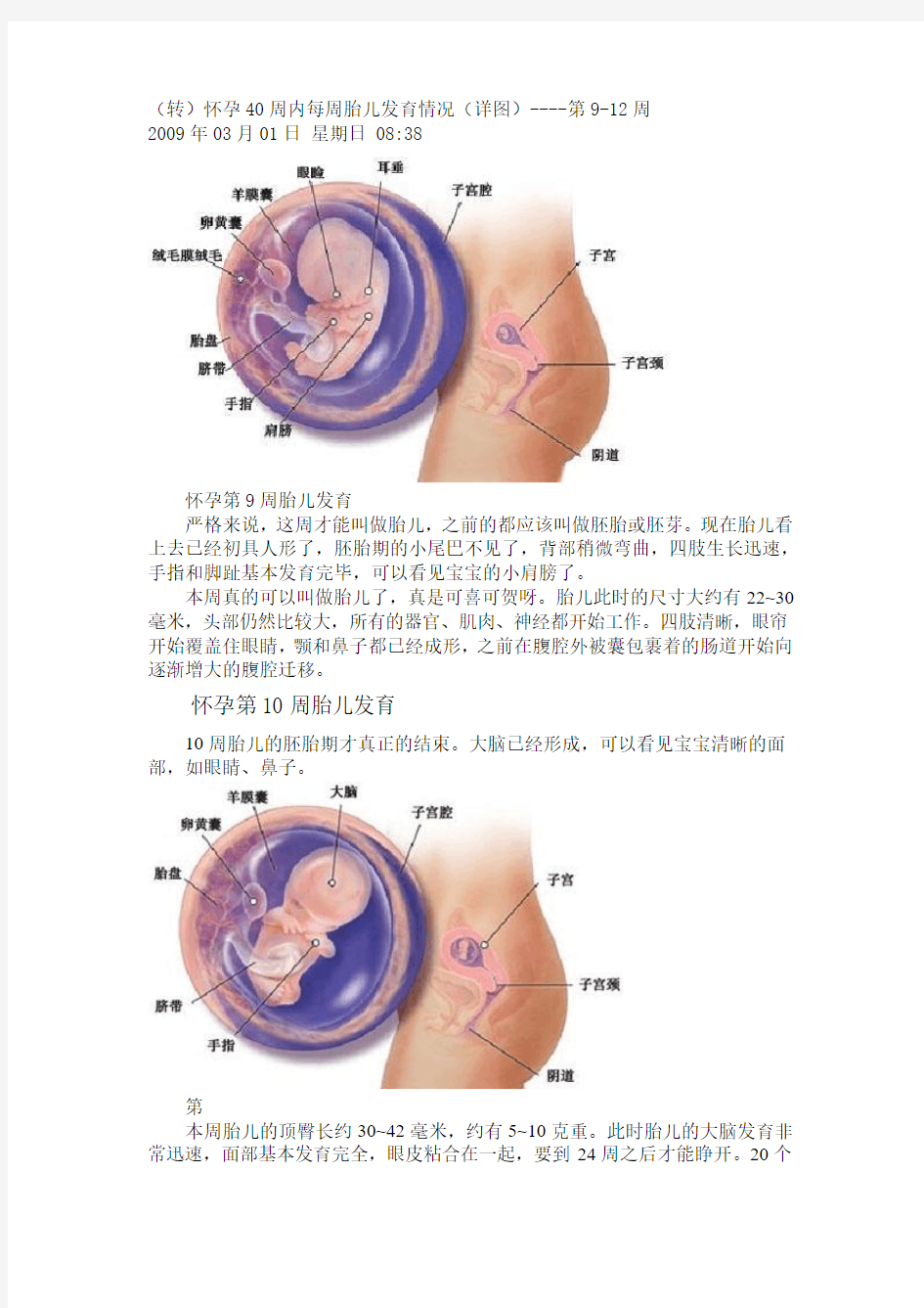 (转)怀孕40周内每周胎儿发育情况(详图)----第9-12周