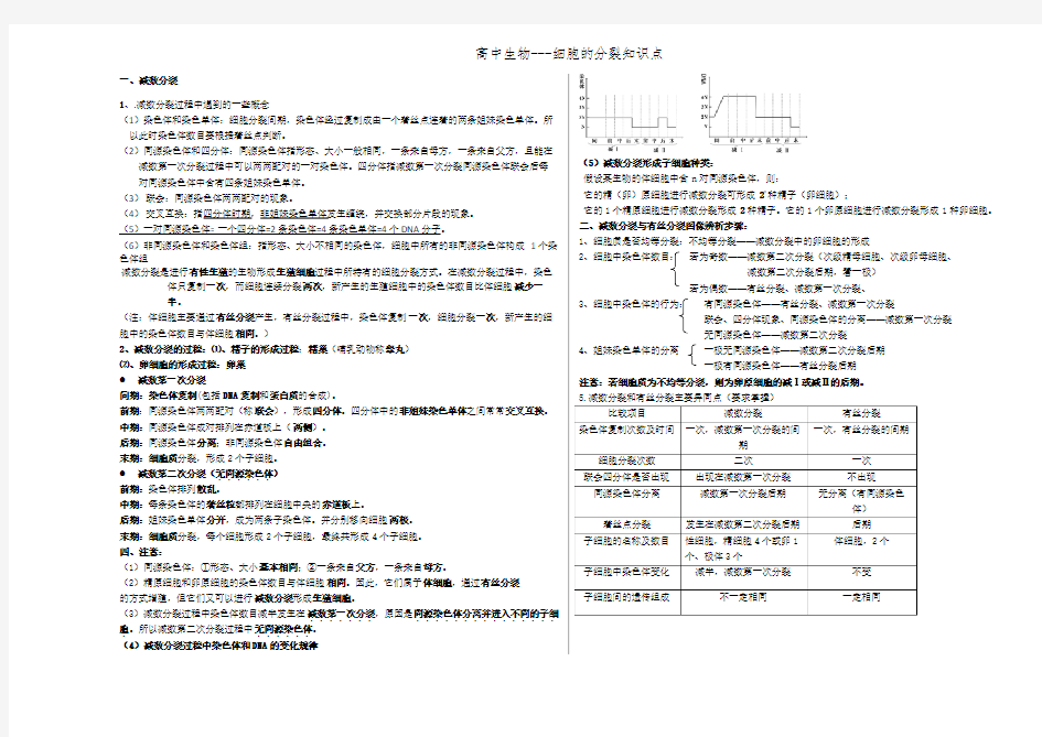 有丝分裂与减数分裂过程图及知识点归纳