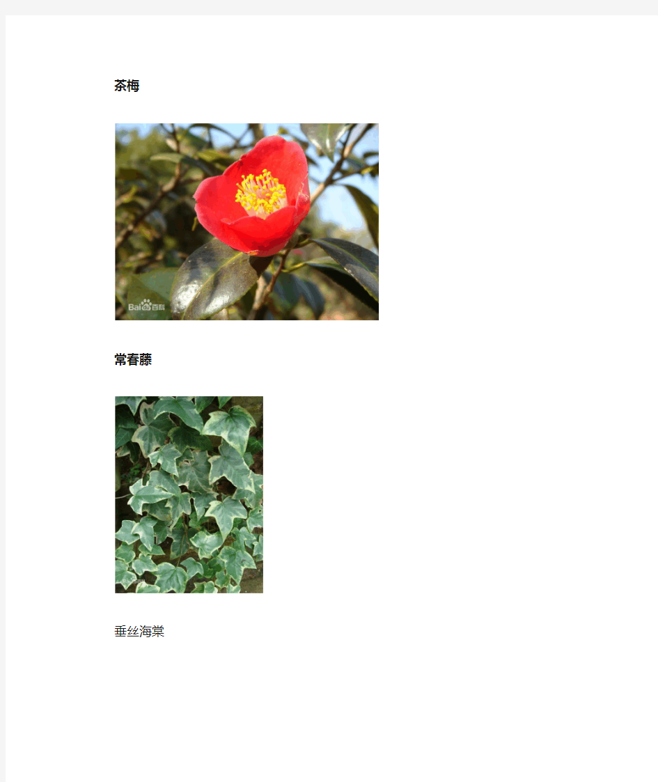 四川常见花草木品种及图