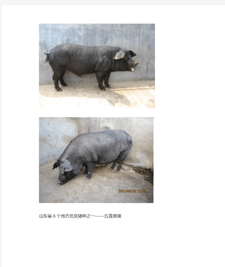 山东省6个地方优良猪种之一五莲黑猪(公母)
