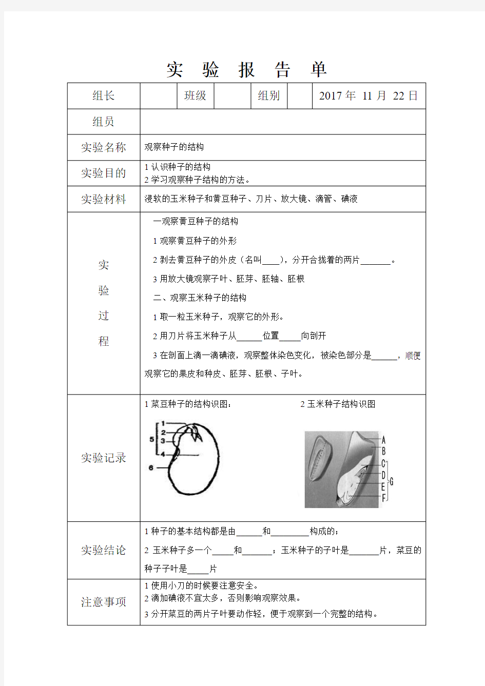 观察种子的结构实验报告单