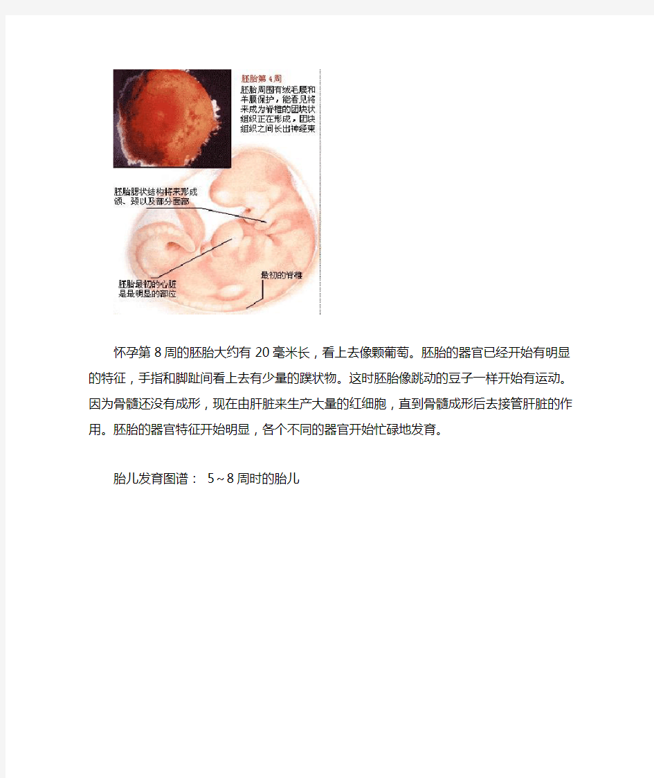 1-40周胎儿的生长发育过程图