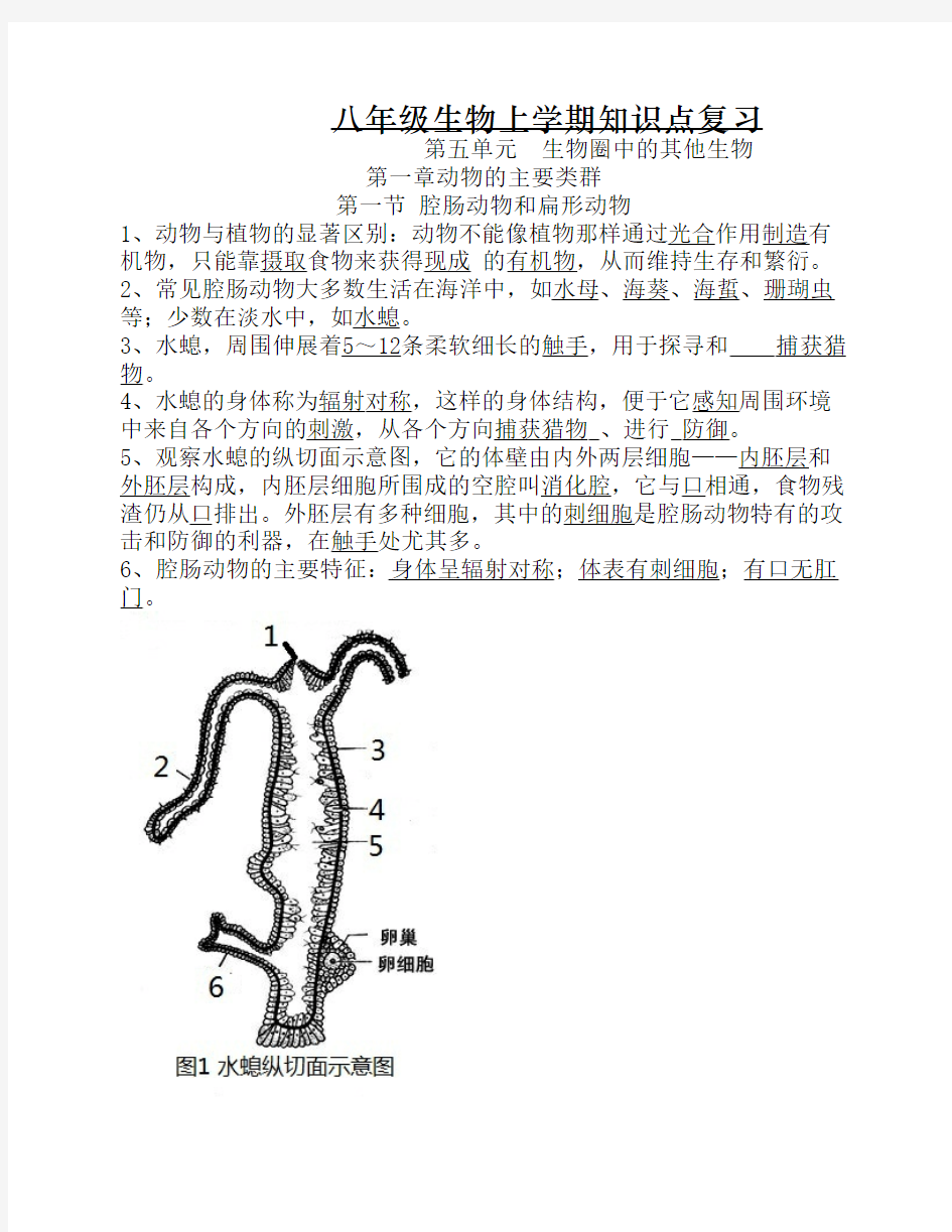 人教版生物八年级生物上册    期末知识点归纳