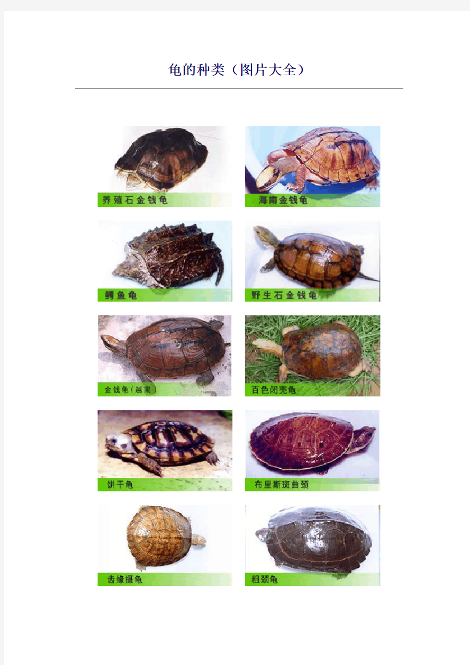 龟的种类