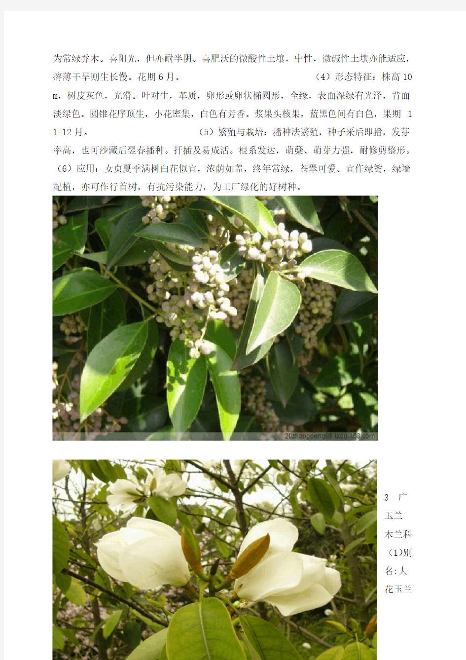 常见园林植物名录 附图片 