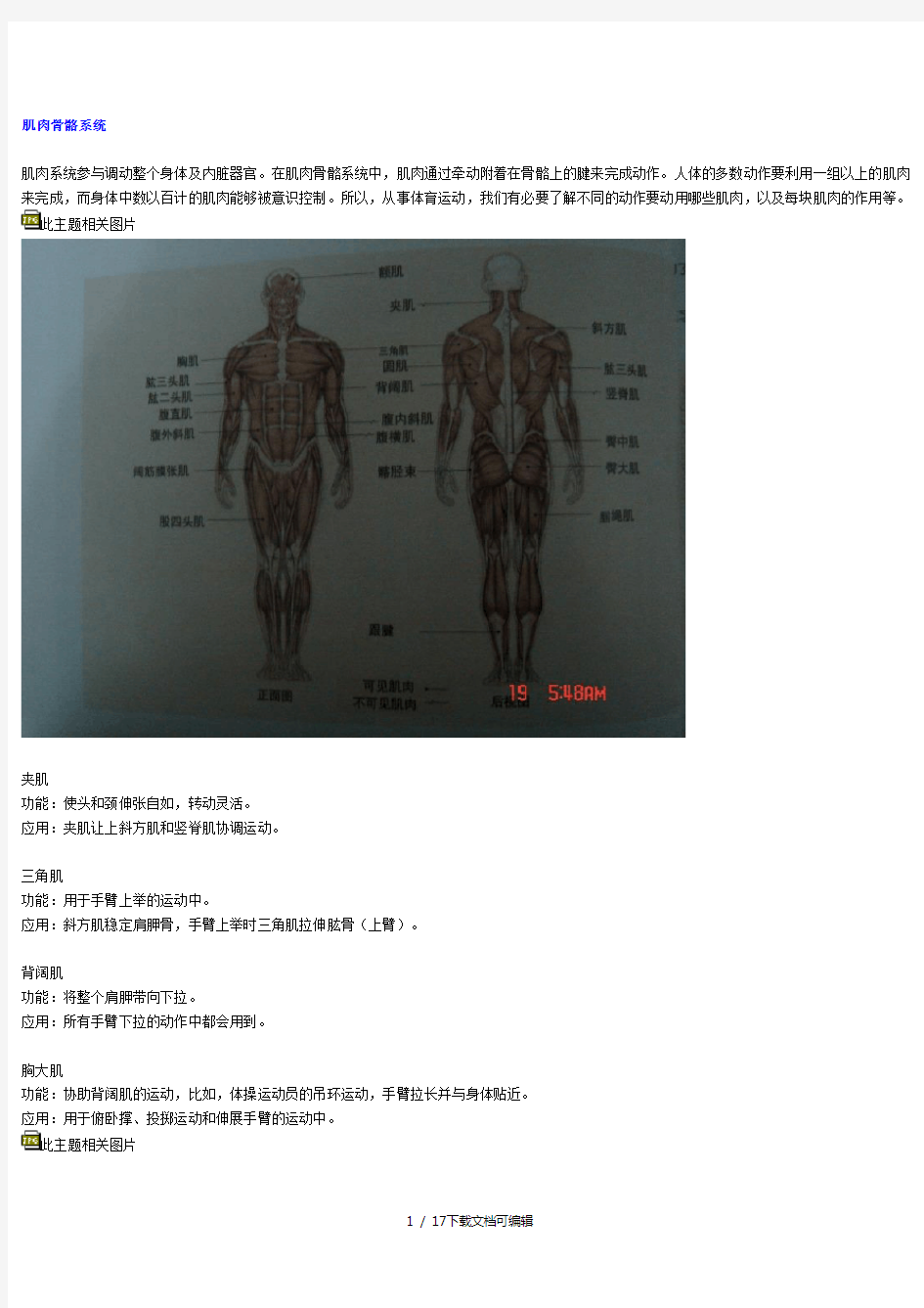 各块肌肉功能与图解