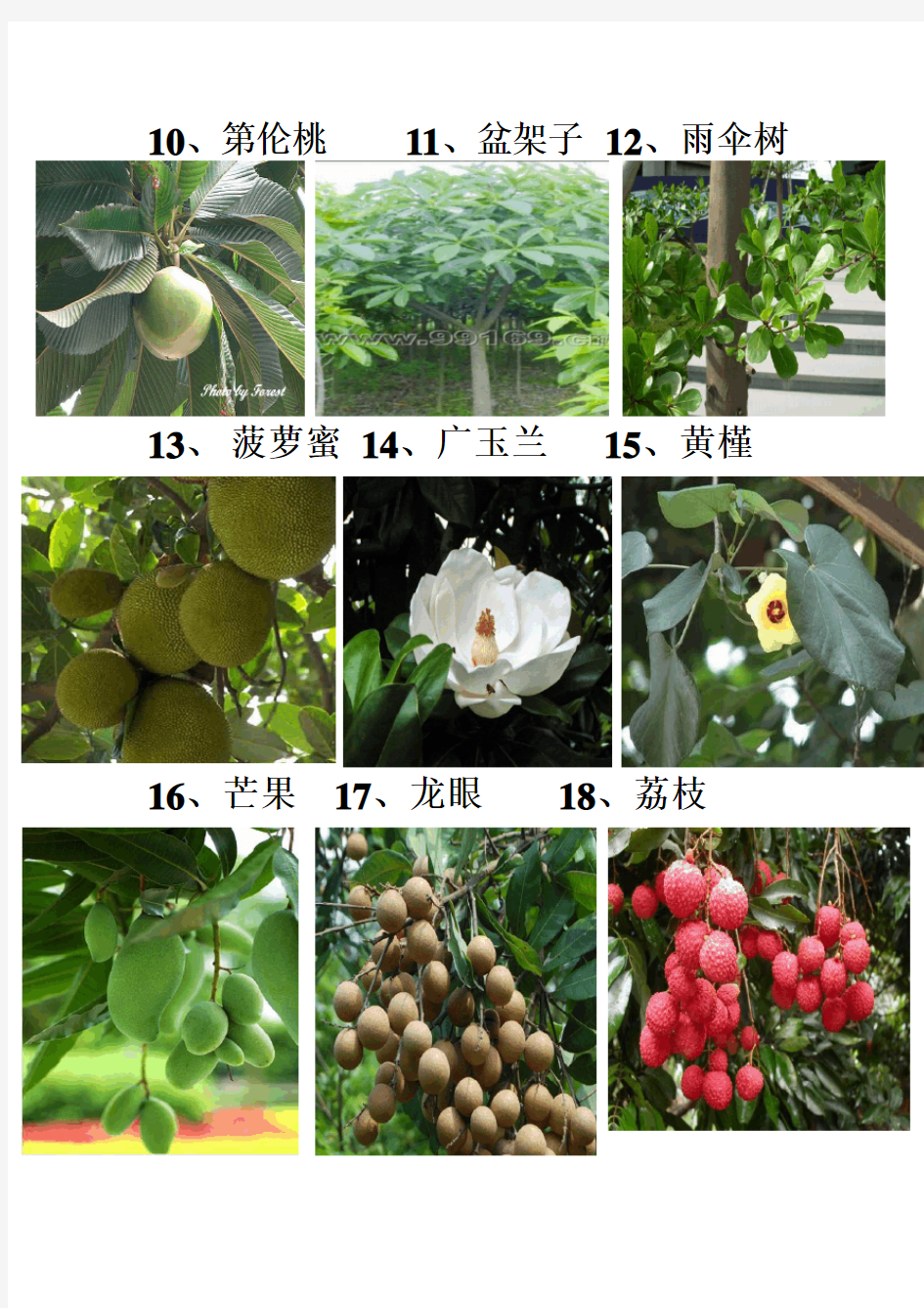 高清图片：广东地区常见的园林植物74种