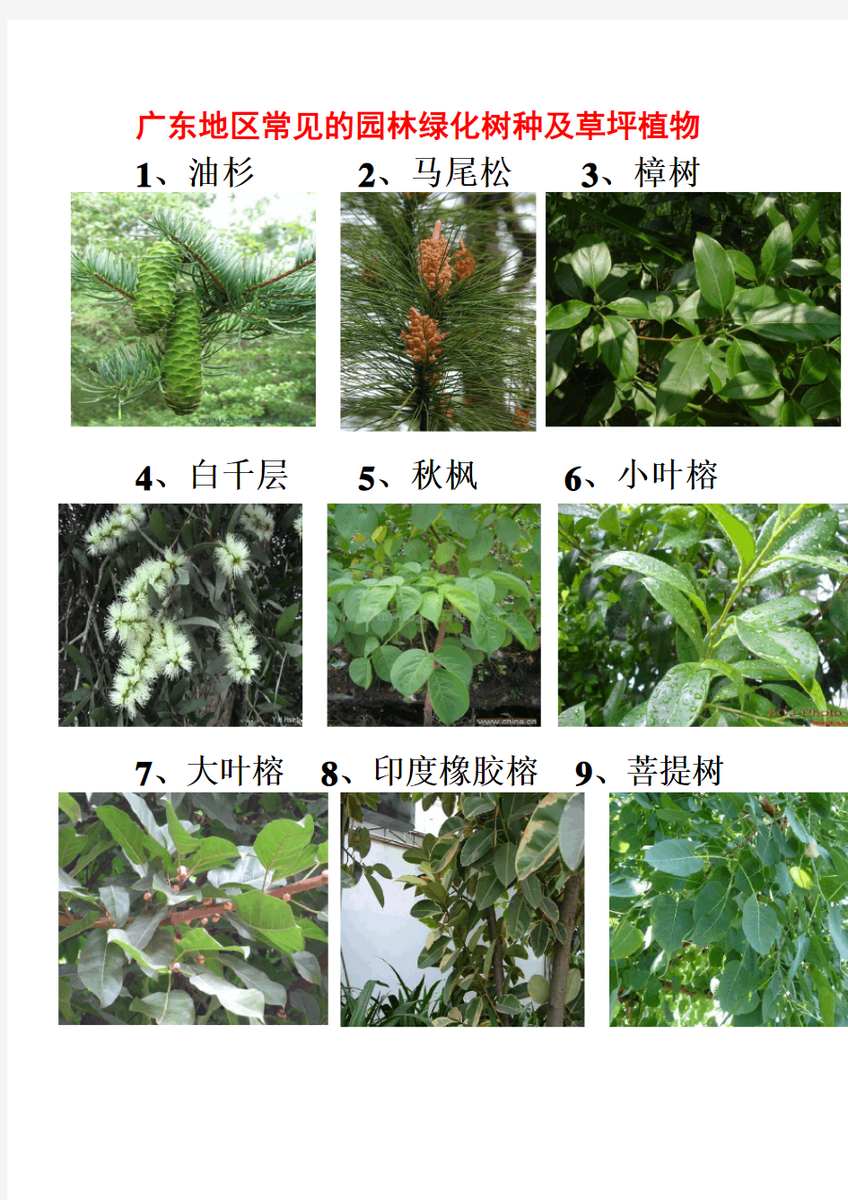高清图片：广东地区常见的园林植物74种