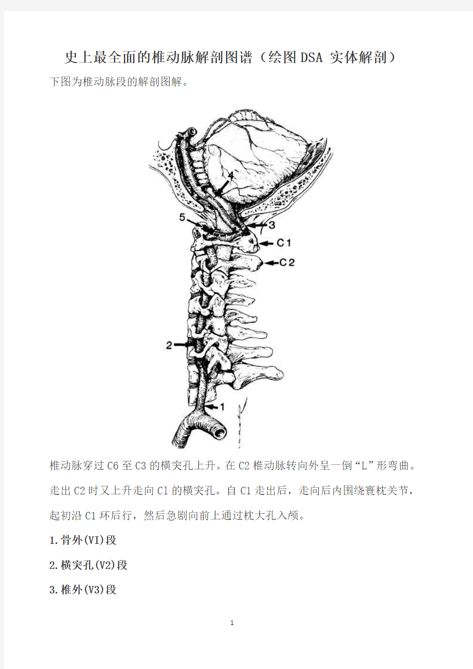 史上最全面的椎动脉解剖图谱(绘图 DSA 实体解剖)