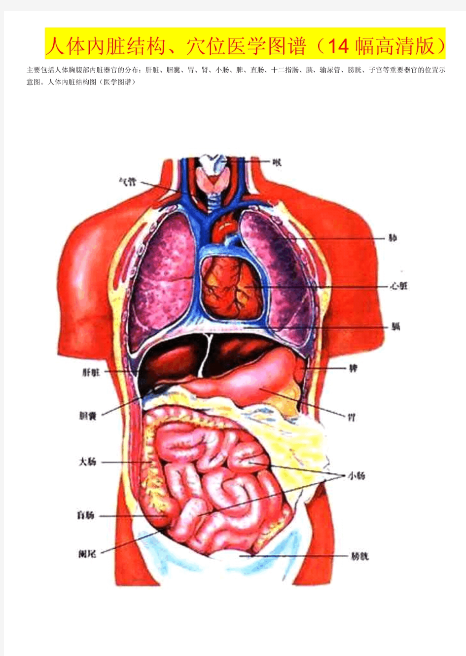 人体内脏结构、穴位医学图谱(14幅高清版)