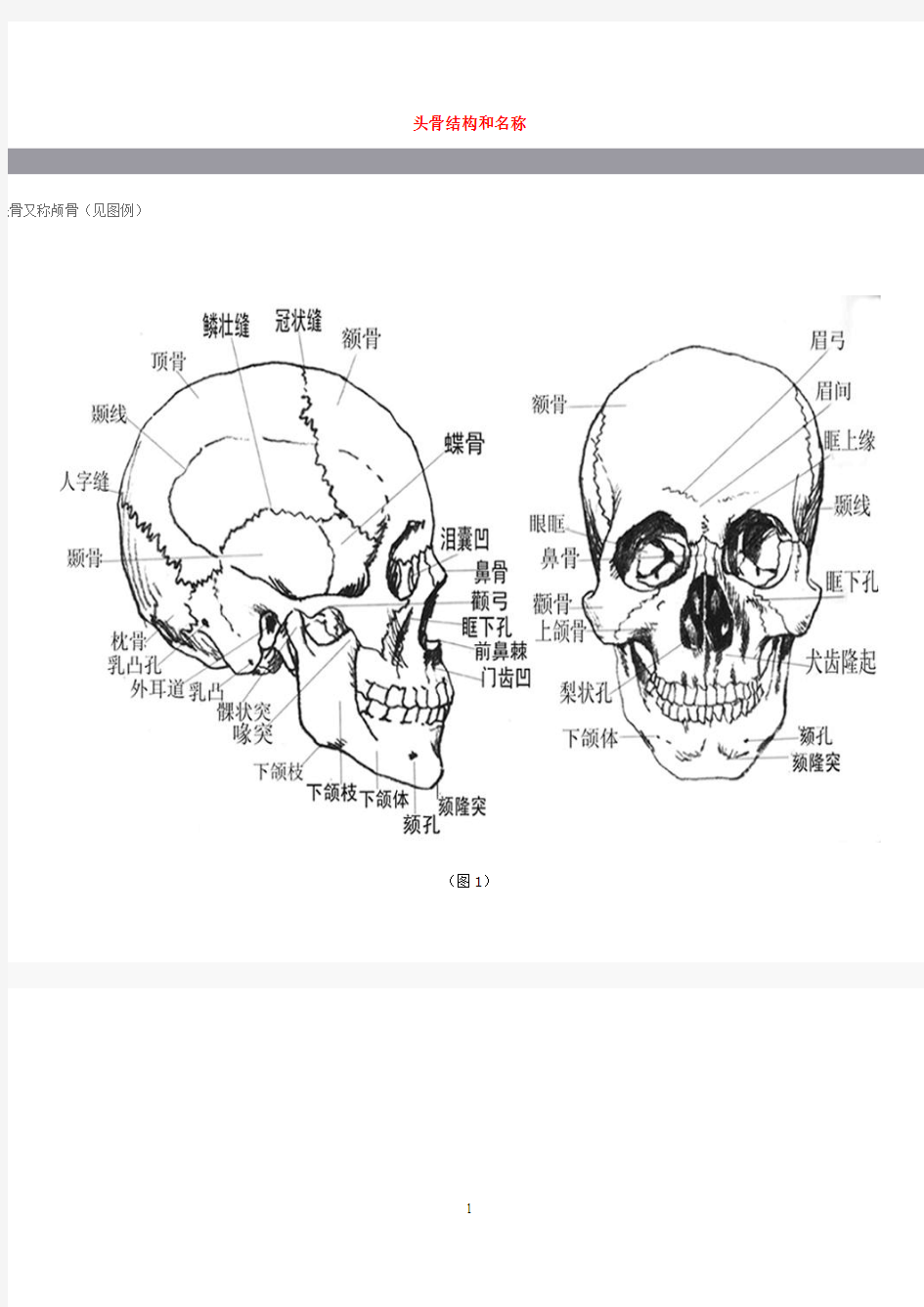 头骨结构和名称