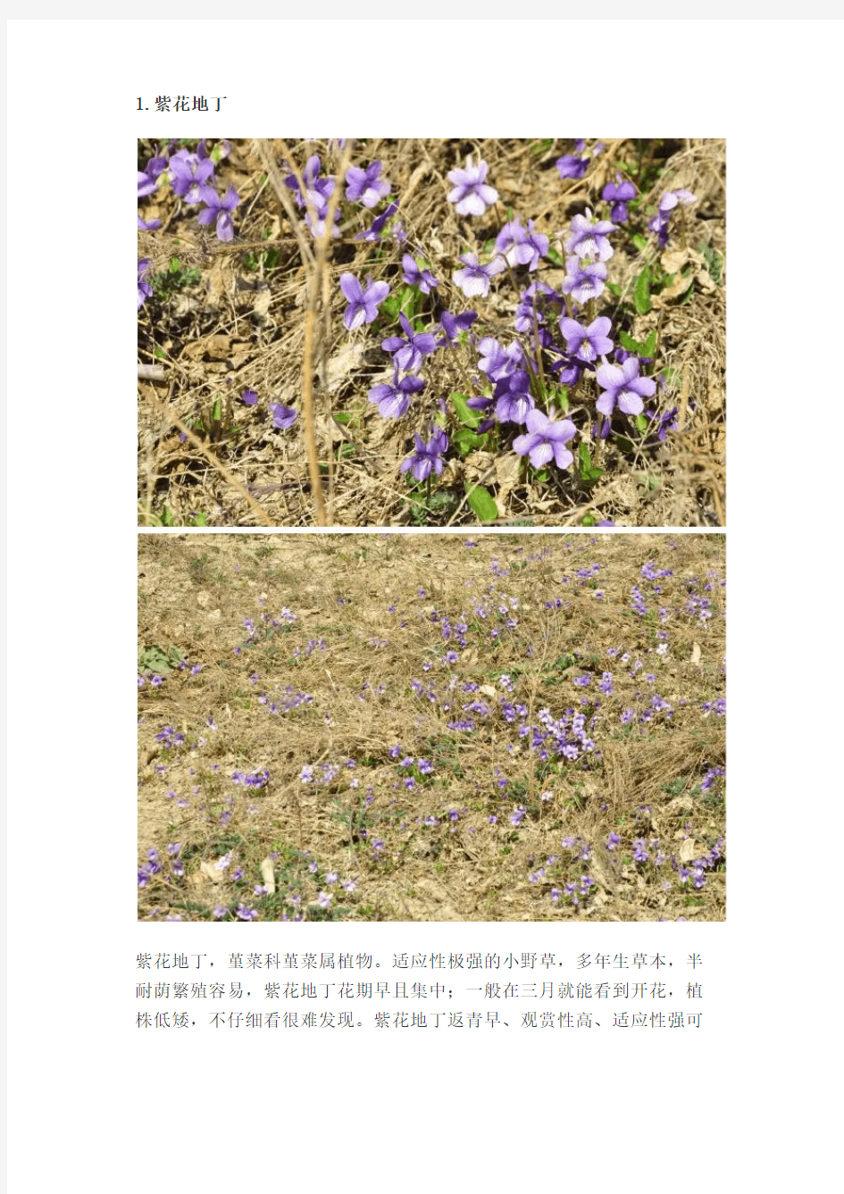 常见20种野花野草