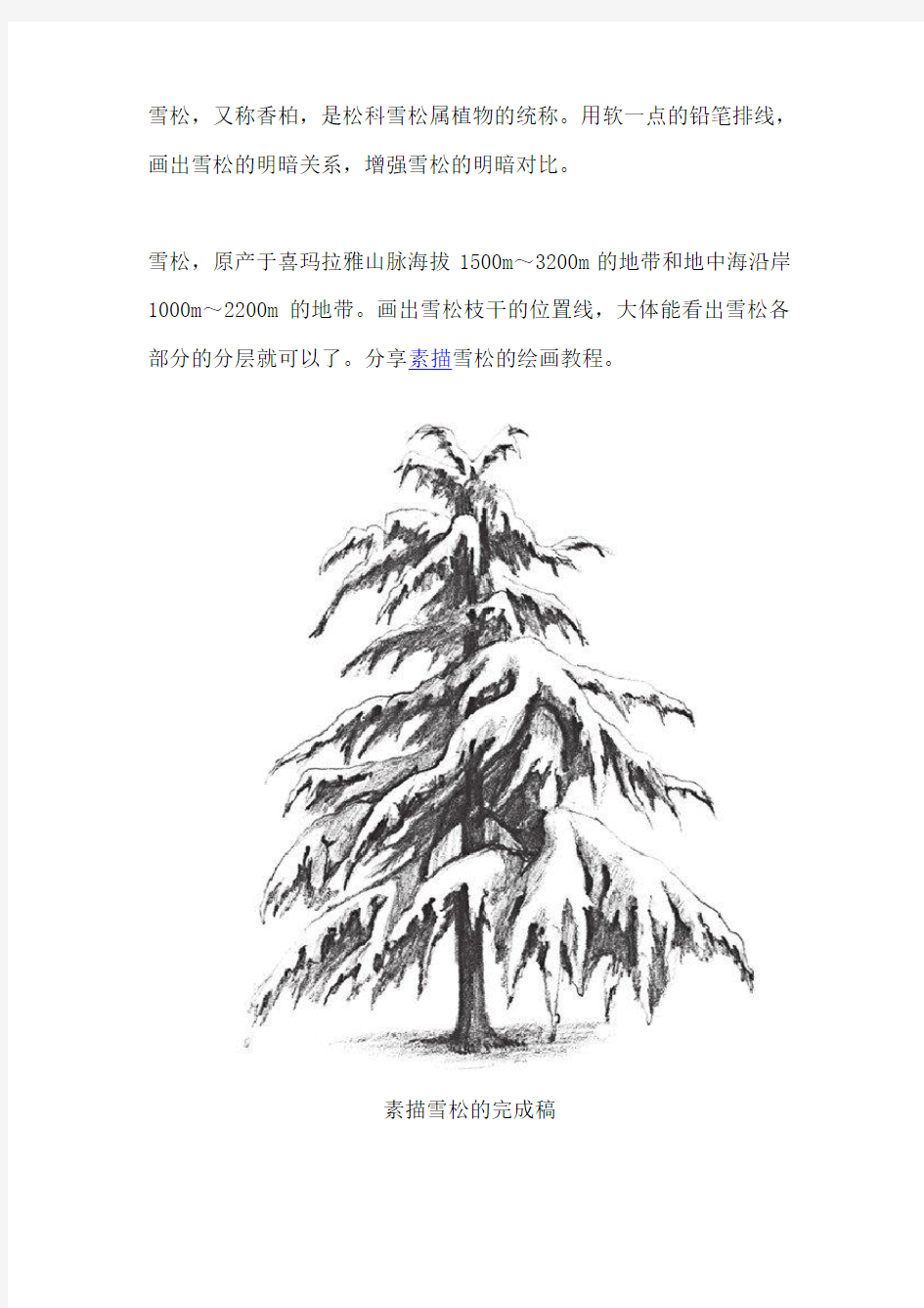 素描雪松的绘画教程